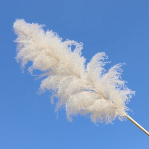 Wholesale Natural Dried Reed Large Pampas Grass Hot Selling For Home or Weddings Decoration