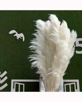 Yunnan Hot Sale Wholesale Home Decorative Dried Reeds 120 cm Bleached Big Pampas Grass