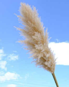 Preserved Pampas Grass Dried Flowers Ins Hot Sell For Decoration (1)