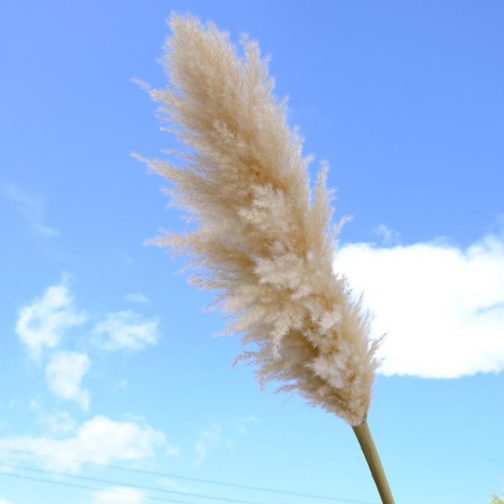 Preserved Pampas Grass Dried Flowers Ins Hot Sell For Decoration