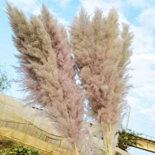 Preserved Pampas Grass Dried Flowers Ins Hot Sell For Decoration