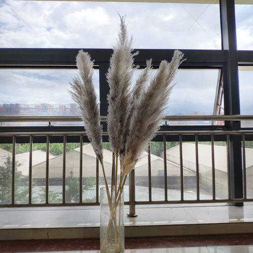 Wholesale Natural Dried reed straw large decorative pampas grass for wedding