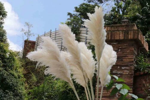 Best Popular Natural Fluffy Dried Grass Pampas Flower Artificial Pampas Large Pampas Grass For wedding decoration