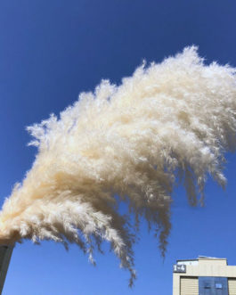 Wedding Natural Dry Flowers Large Fluffy White Dried Pampas Grass (natrual)