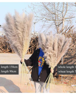 Dry flower decoration wholesale pampas grass dried flowers