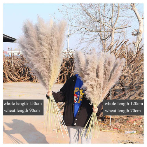 Dry flower decoration wholesale pampas grass dried flowers