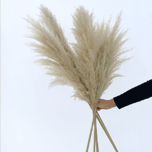 Preserved Pampas Grass Dried Flowers Ins Hot Sell For Decoration