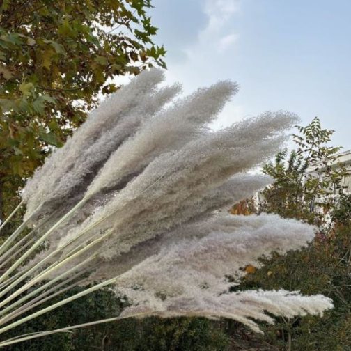 Wholesale Dried Flower Dry Pampas Grass For Decoration