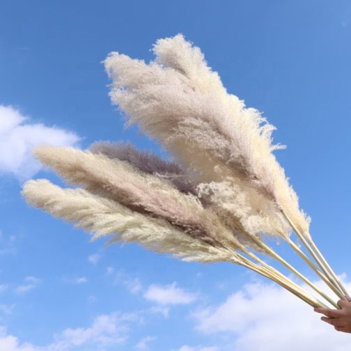 Wholesale Natural Dried Reed Large Pampas Grass Hot Selling For Home or Weddings Decoration