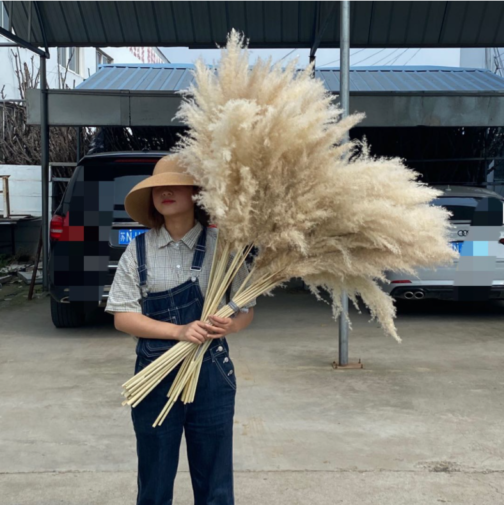 hot selling dried pampas grass natutal color large reed wdding decor