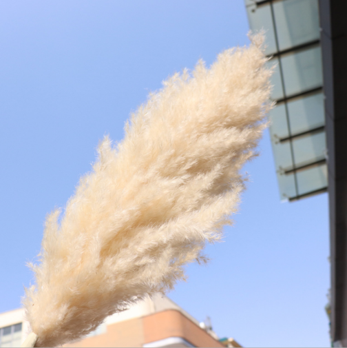 2021 wholesale top sale large pampas grass for wedding decoration