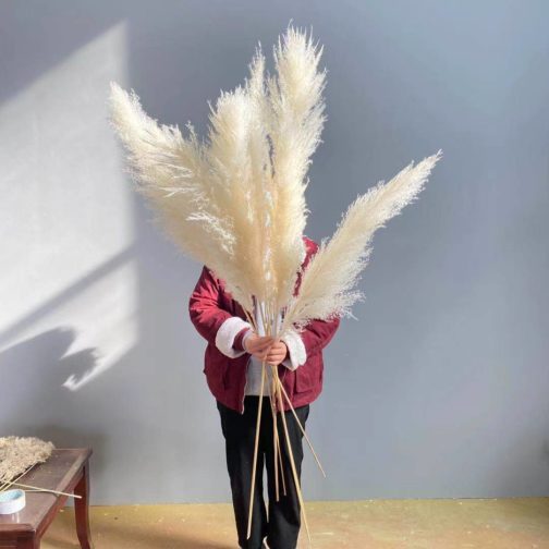 hot selling dried pampas grass natutal color large reed wdding decor