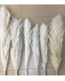 Decorative Flower 1.5m 100cm 45cm Large Dried Wedding Home Fluffy Prundo Phragmites Reeds dry flowers natural Pampas Grass