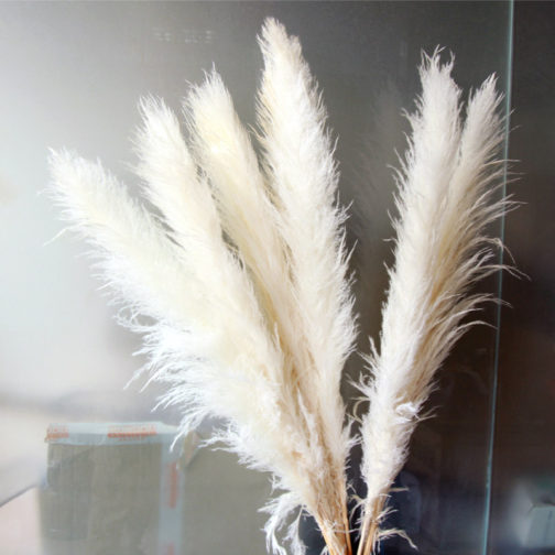 Wedding Natural Dry Flowers Large Fluffy White Dried Pampas Grass