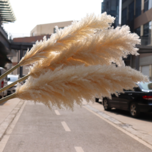 2021 wholesale top sale large pampas grass for wedding decoration