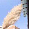 Yunnan factory natural large dried decorative pampas grass natural pampas grass for decor