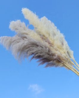 Wholesale Natural Dried Reed Large Pampas Grass Hot Selling For Home or Weddings Decoration