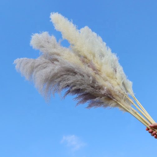 Wholesale Natural Dried Reed Large Pampas Grass Hot Selling For Home or Weddings Decoration