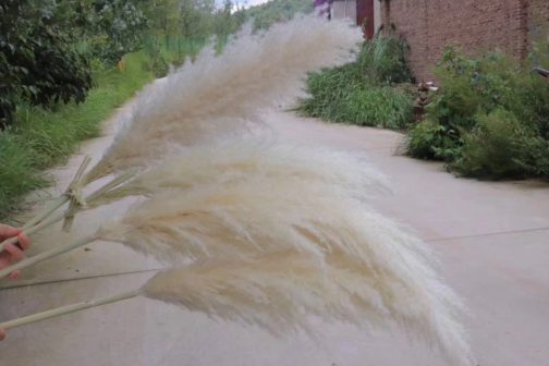 Yunnan factory natural large dried decorative pampas grass natural pampas grass for decor