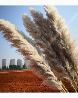 Wholesale Natural Dried reed straw large decorative pampas grass for wedding