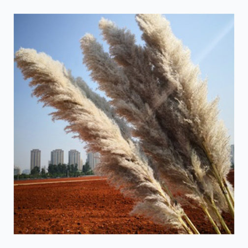 Wholesale Natural Dried reed straw large decorative pampas grass for wedding