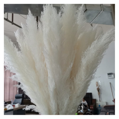 Wholesale Natural Dried reed straw large decorative pampas grass for wedding