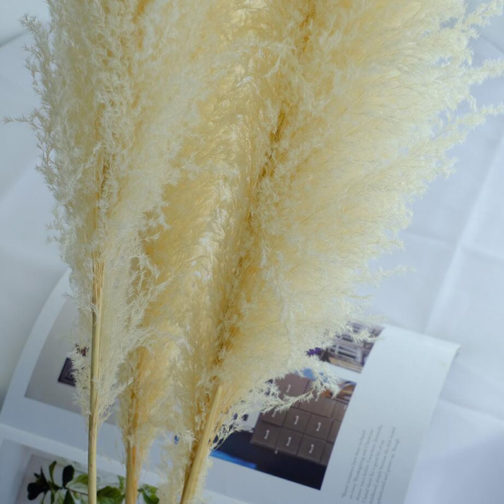 Preserved Pampas Grass Dried Flowers Ins Hot Sell For Decoration