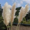 Best Popular Natural Fluffy Dried Grass Pampas Flower Artificial Pampas Large Pampas Grass For wedding decoration