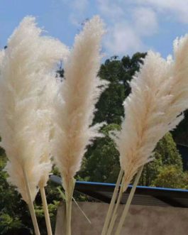 Best Popular Natural Fluffy Dried Grass Pampas Flower Artificial Pampas Large Pampas Grass For wedding decoration (2.5)