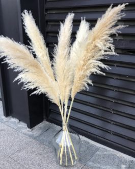 H-1Boho Large Dried Dry Pampas Grass Flower Beige Color Fluffy Feather Wedding Home Decoration Cheap Wholesale Factory Supply