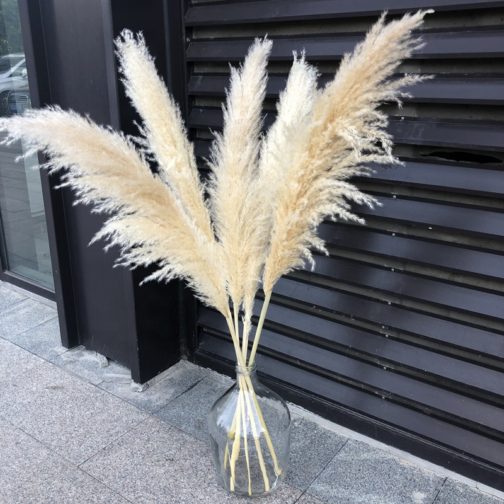 H-1Boho Large Dried Dry Pampas Grass Flower Beige Color Fluffy Feather Wedding Home Decoration Cheap Wholesale Factory Supply