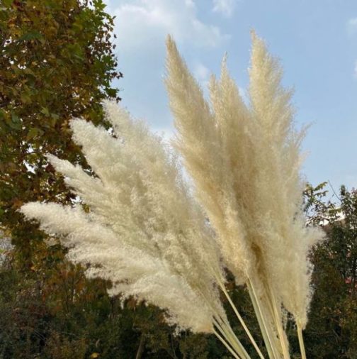 Wholesale Dried Flower Dry Pampas Grass For Decoration