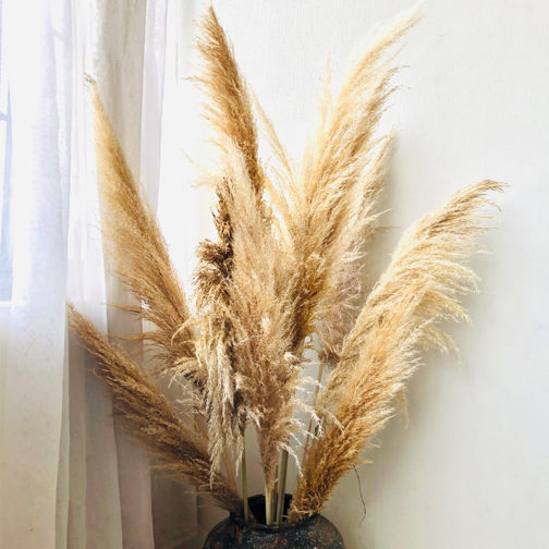 Wedding Natural Dry Flowers Large Fluffy White Dried Pampas Grass