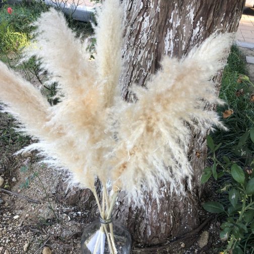 H-1Boho Large Dried Dry Pampas Grass Flower Beige Color Fluffy Feather Wedding Home Decoration Cheap Wholesale Factory Supply